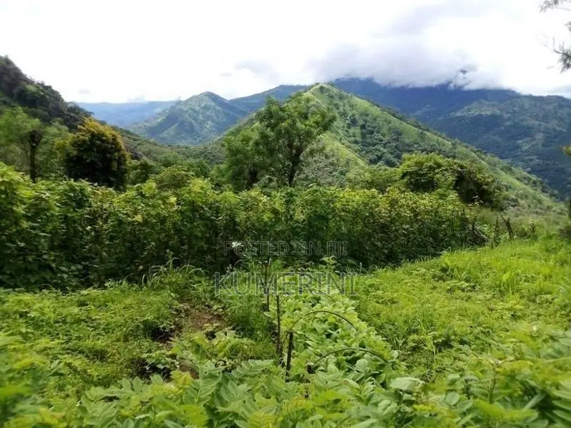 Land for Sale - Digana
