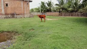 14 Perches Land - Addalaichenai