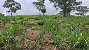 Valuable Land for Sale in Pussellawa Wahurupitiya