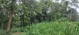 95 Perch Bare Land for Sale Pannipitiya