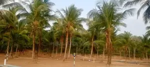 කඩවත ඉඩම විකිණීමට