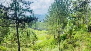 Beautiful Land Plots for Sale in Ella