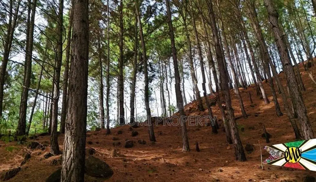 Beautiful Land Plots for Sale in Ella