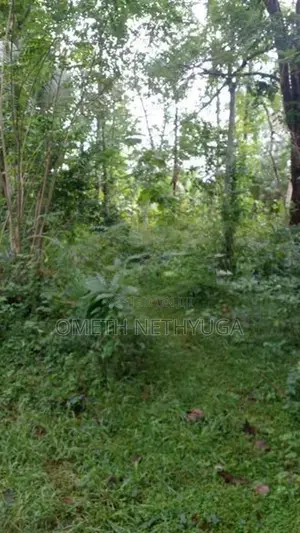 Land for Sale in Bibila