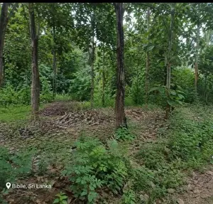 තේක්ක සහිත වටිනා ඉඩමක් විකිණීමට
