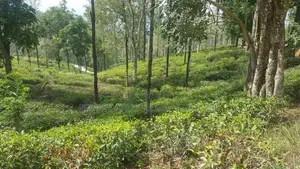 Land for Sale in Pussellawa