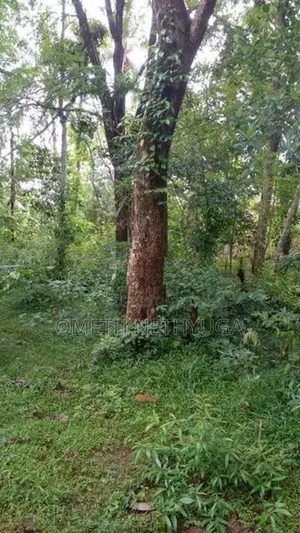Land for Sale in Bibila