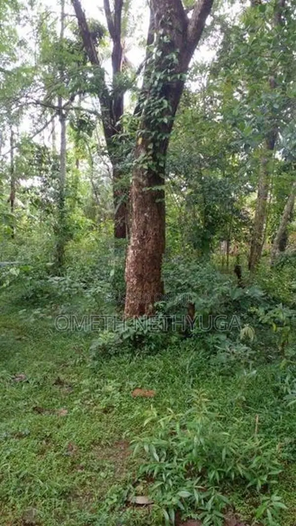 Land for Sale in Bibila
