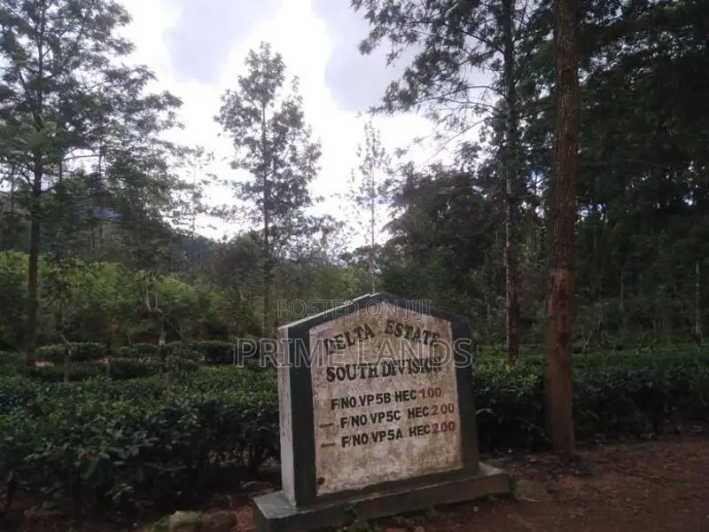 Forest View Point Land for Sale Nuwara Eliya