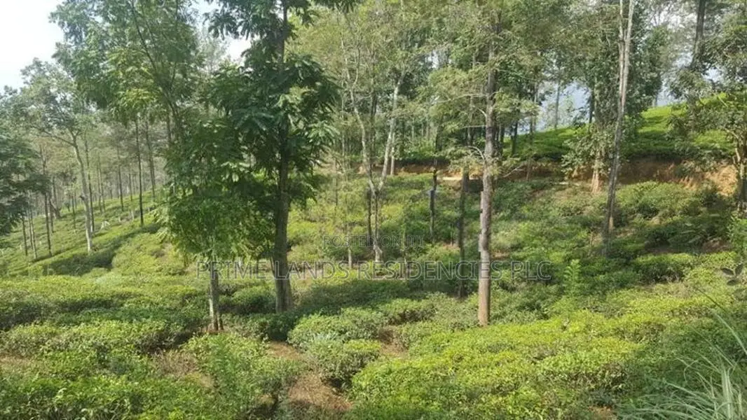 Land for Sale in Pussellawa