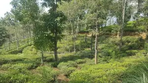 Land for Sale in Pussellawa