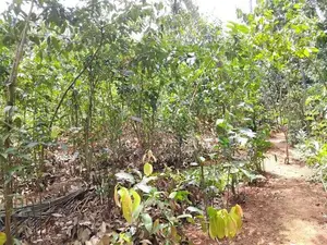 1-Acre Cinnamon Land for Long-Term Lease – Dickwella