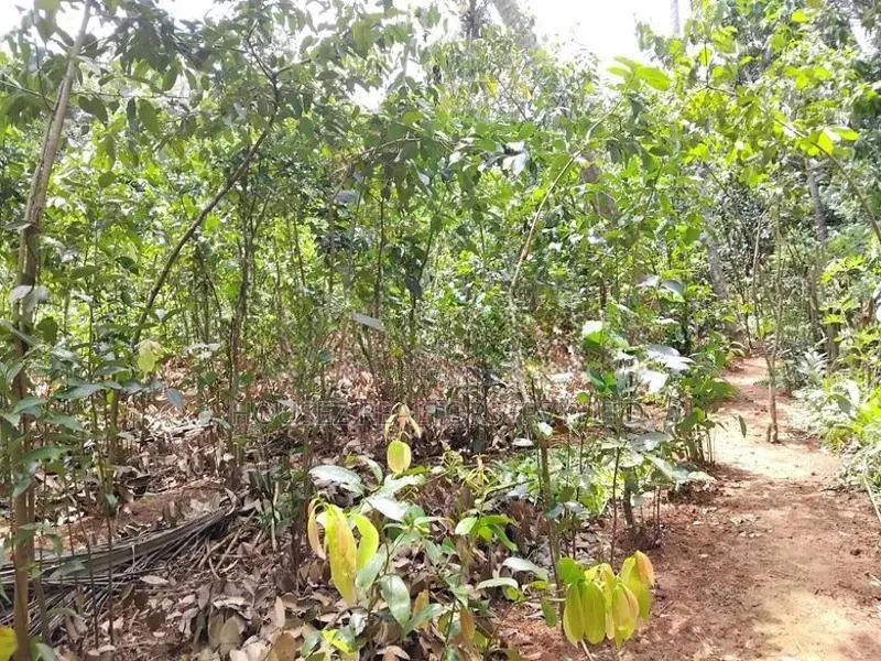1-Acre Cinnamon Land for Long-Term Lease – Dickwella