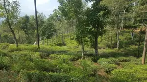 Land for Sale in Pussellawa