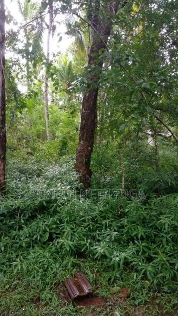 Land for Sale in Bibila