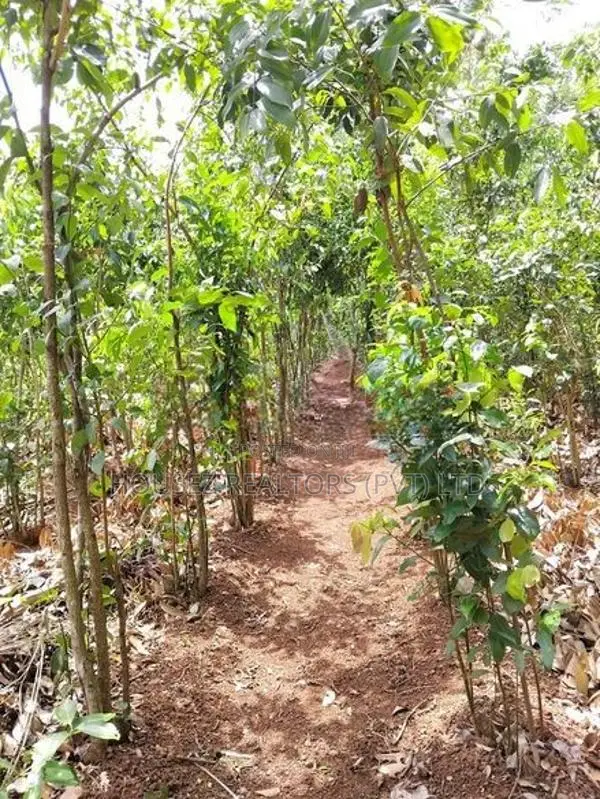 1-Acre Cinnamon Land for Long-Term Lease – Dickwella