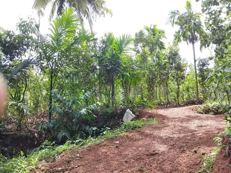1-Acre Cinnamon Land for Long-Term Lease – Dickwella