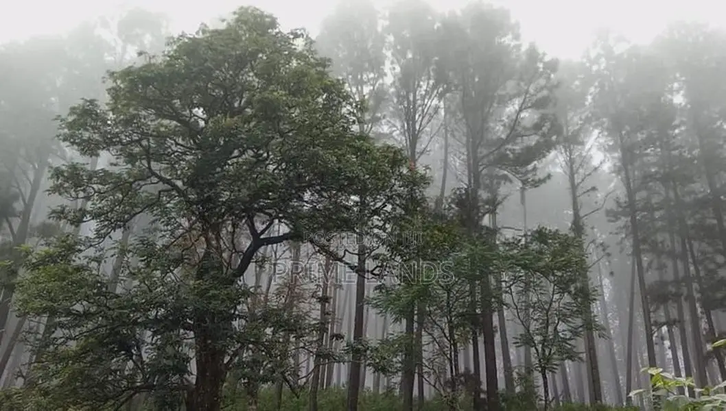 Forest View Point Land for Sale Nuwara Eliya