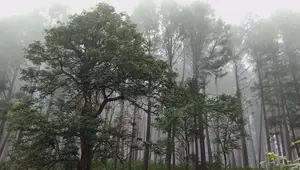 Forest View Point Land for Sale Nuwara Eliya