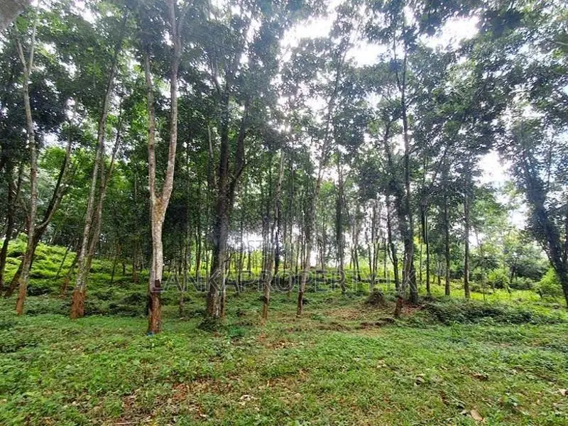5 Acres of Rubber Land for Sale on Mirigama