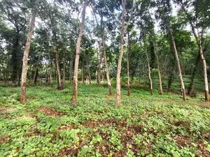 5 Acres of Rubber Land for Sale on Mirigama