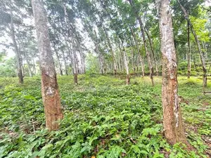 5 Acres of Rubber Land for Sale on Mirigama