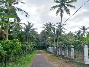 5 Acres of Rubber Land for Sale on Mirigama