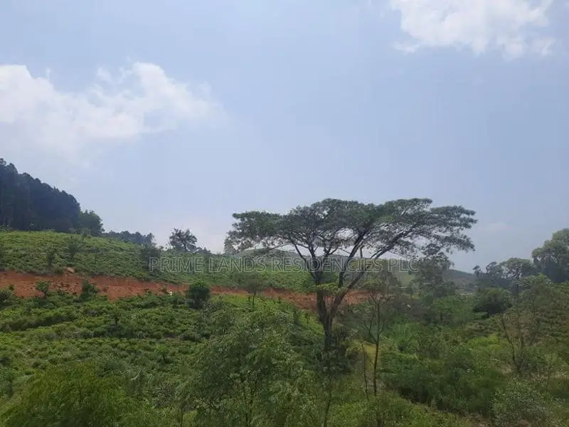 Land for Sale in Ramboda