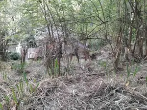 Land for Sale in Ampitiya