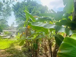 Hiuse and 58p land for sale Bolatha Ja-ela