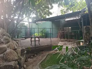 House / Restaurant For Rent Facing Pagoda Road Pitakotte [ 2206C ]