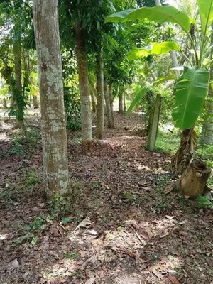 Nainamadama - 60 Perches Land for Sale (SSPL-479)
