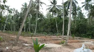 Minuwangoda Divulapitiya Dunagaha Land for Sale Close to Negombo Rd