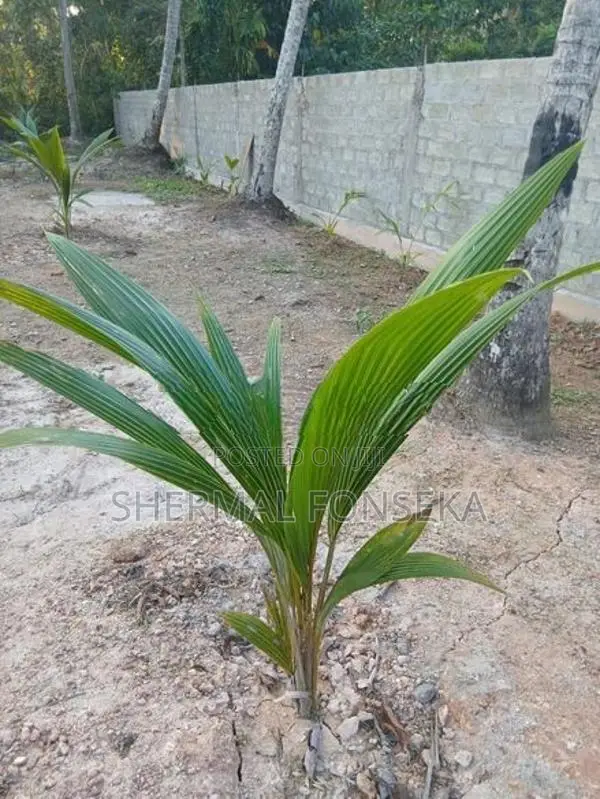 Minuwangoda Divulapitiya Dunagaha Land for Sale Close to Negombo Rd