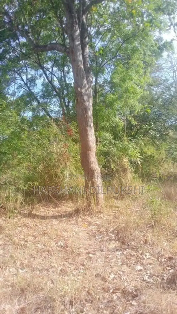 Land for Sale in Wellawaya