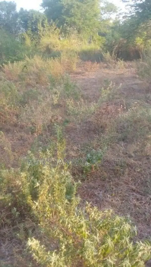Land for Sale in Wellawaya
